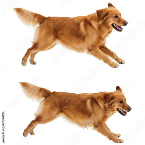 Golden Retriever Dog Running Illustration On Transparent Background