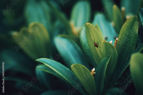 Vegetation bugs budding flowers