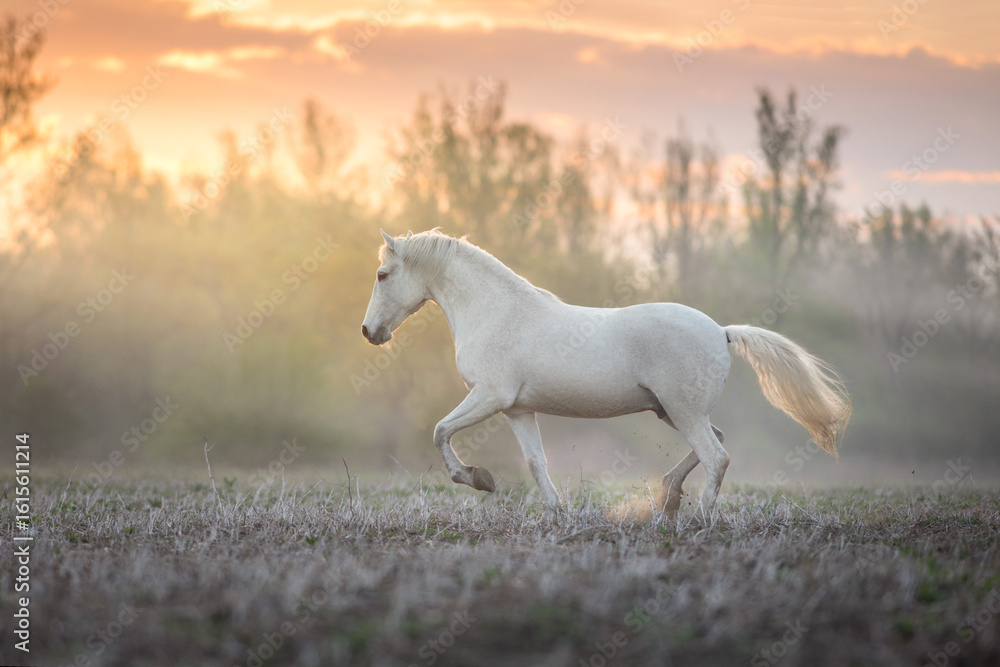 Fototapeta premium White horse run free in sunlight