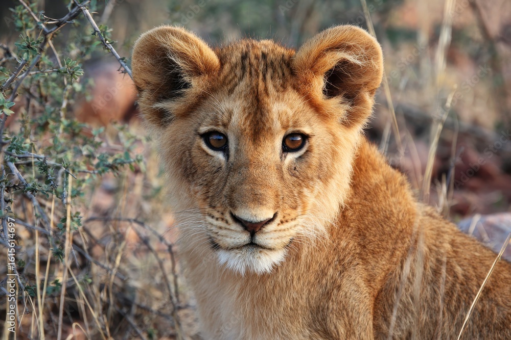 Fototapeta premium Young lion cub captured on a South African safari