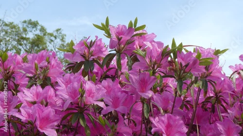 春の訪れを告げるツツジの風景
