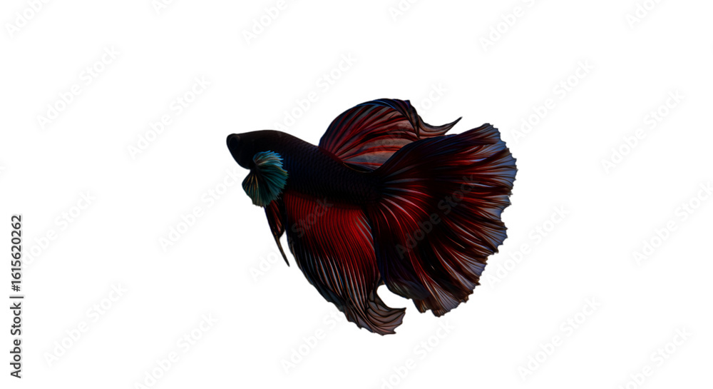 Fototapeta premium Isolated Betta Fish Illustration On Black Background with Detailed Colors