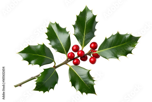 A sprig of holly with glossy green leaves and bright red berries isolated on transparent background, a classic christmas decoration