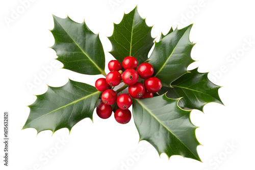A sprig of vibrant green holly leaves with bright red berries isolated on transparent background