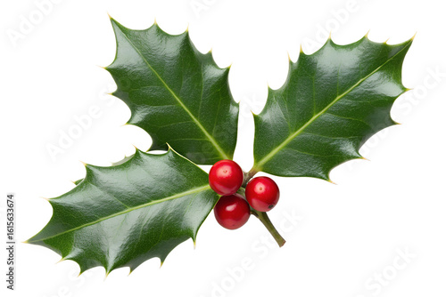 A sprig of holly with red berries and green leaves isolated on transparent background for christmas