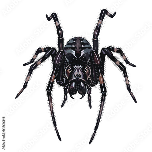 Dark Spider Watercolor Sublimation