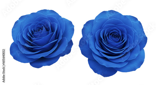 Isolated Blue Rose Blossoms Against Transparent Background