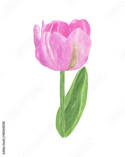 Tender light pink tulip flower with stem and leaves, hand drawn watercolor illustration, single object, simple botanical ornament for greeting cards, packaging, invitations and other design purposes