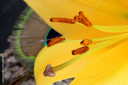 Oriental Lily Anthers 03