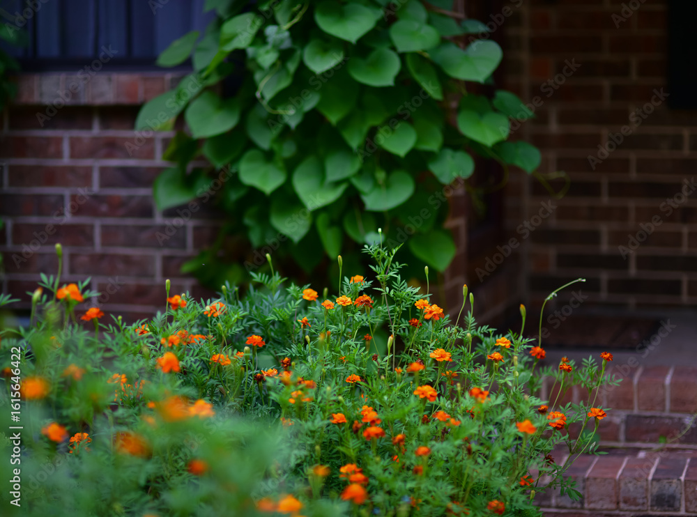 Fototapeta premium Marigolds in the Garden – Vibrant Floral Background A rich display of blooming marigold flowers (Tagetes spp.) in a garden setting, creating a vivid floral background in shades of yellow and orange.