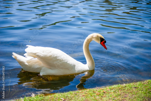 Fototapeta Naklejka Na Ścianę i Meble -  beautiful white swan swimming in the lake