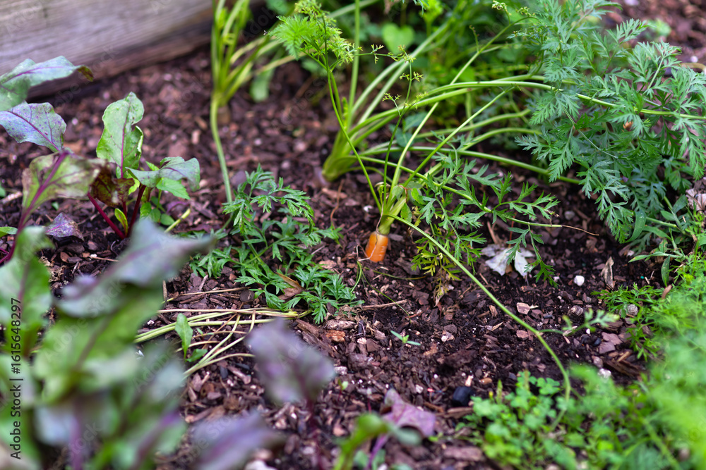 Obraz premium Carrots Growing in a Home Garden Bed Fresh, vibrant carrot plants (Daucus carota) growing in a backyard garden. The green feathery tops rise above the soil, indicating healthy root development below. 