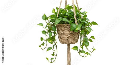 Isolated Hanging Plant Illustration With Green Leaves On Transparent Background