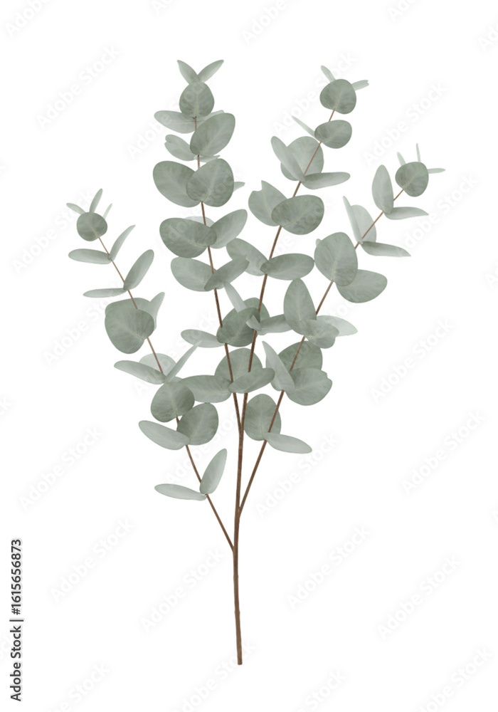 Fototapeta premium Isolated Eucalyptus Branch Illustration On Transparent Background