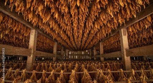 Curing tobacco leaves hanging from wooden racks in a barn