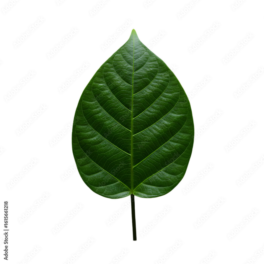 Fototapeta premium Isolated Green Leaf On Transparent Background Realistic Photo Close Up Detail
