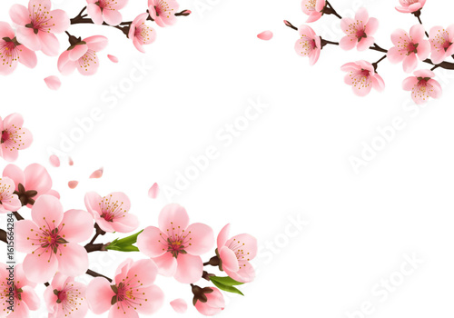 Wallpaper Mural Isolated Pink Cherry Blossom Illustration On Transparent Black Background Torontodigital.ca