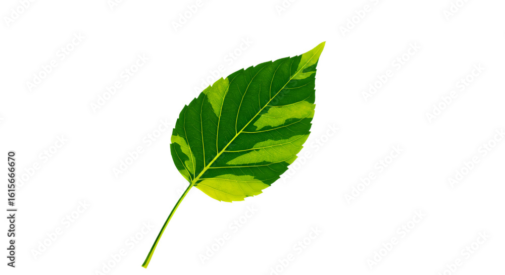 Obraz premium Isolated Leaf Illustration On A Transparent Background Showing Green And Yellow Color