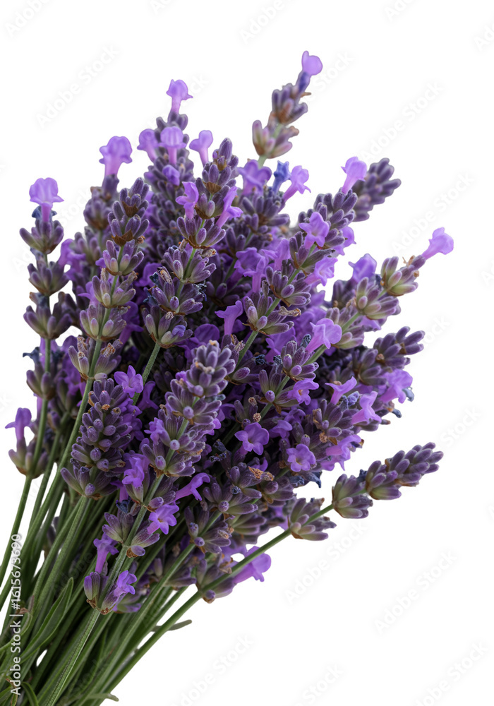 Obraz premium Isolated Photography of Lavender Flowers Bouquet in Purple and Green