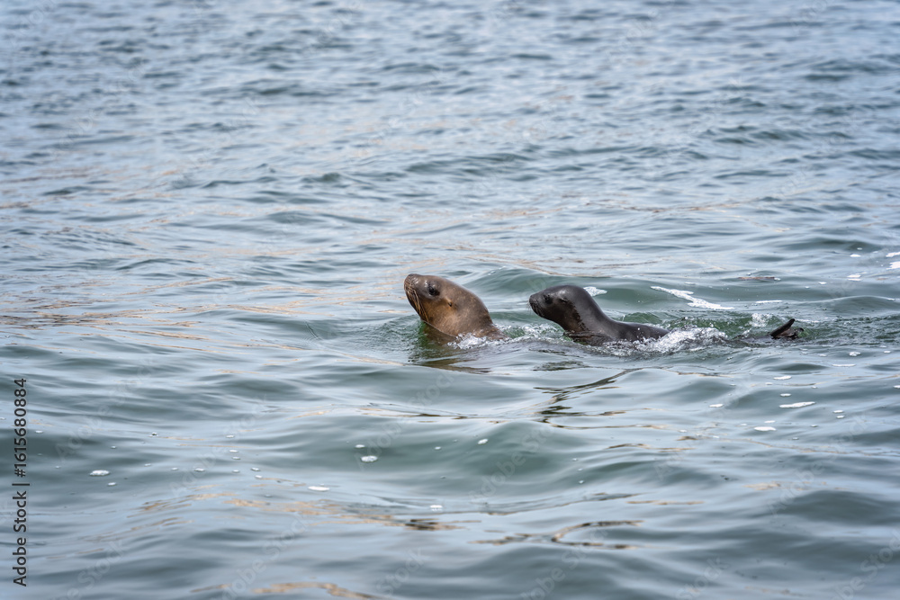 Fototapeta premium Two sea lions, mother and pup, swim side by side in the calm waters off the Ballestas Islands, Peru. Marine mammals in the Pacific Ocean.