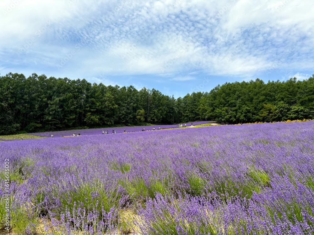 Naklejka premium Lavender Field in summer at Irodori Field, Farm Tomita, Furano, Hokkaido, Japan. A popular summer sight. The purple flowers create a contrast against the lush green trees and clear blue sky.