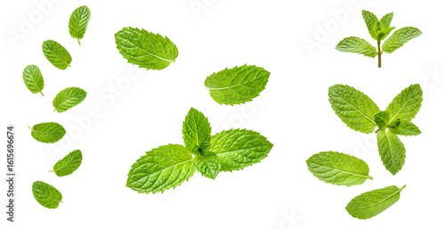 fresh mint leaves falling down set PNG. Mint herb leaves flying isolated. Aromatic herb mint for cooking and food preparations PNG. Menthol leaf isolated