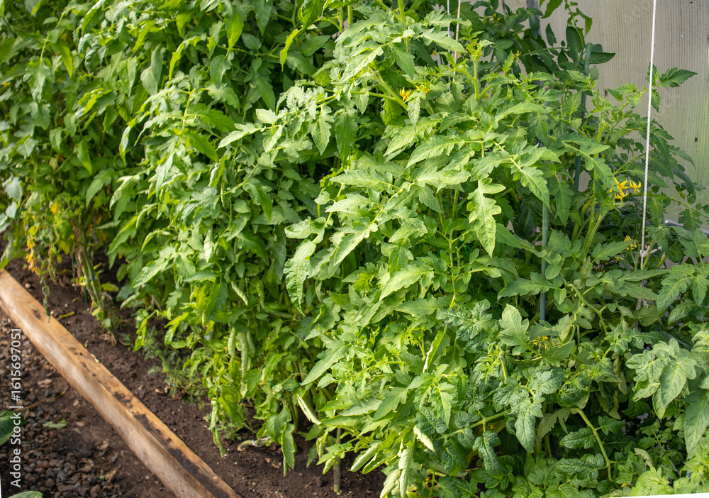 Green tops of young growing tomatoes, growing vegetables in a greenhouse Green tops of young growing tomatoes, growing vegetables in a greenhouse