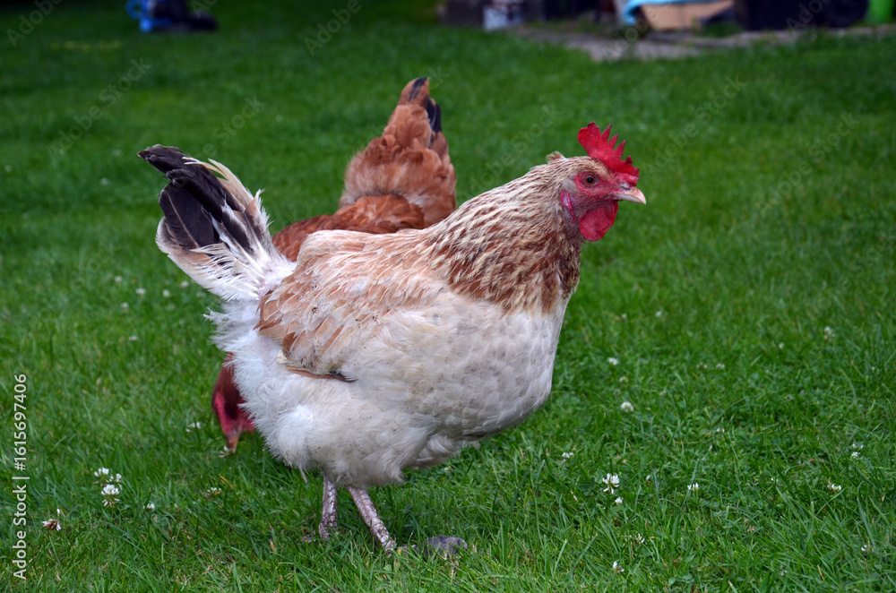 Fototapeta premium Free-range chickens pecking at fresh green grass in a sunny farmyard.