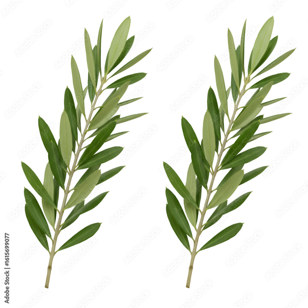 Obraz premium Olive Branches Illustration Isolated on Transparent Background Green Leaves