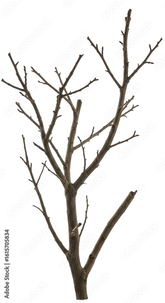 Fototapeta premium Isolated Tree Branch Illustration In Brown On Transparent Background