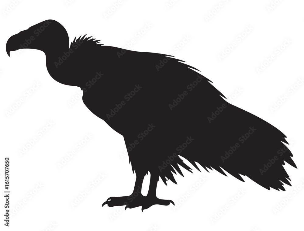 Obraz premium VULTURE BIRD SILHOUETTE