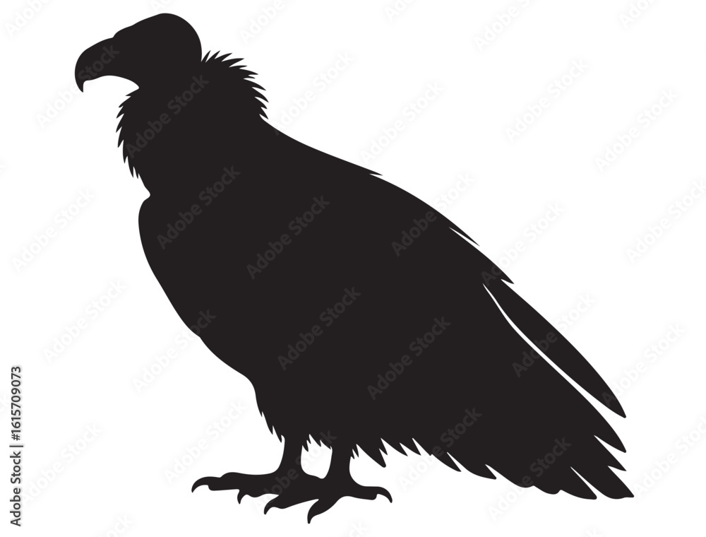 Obraz premium VULTURE BIRD SILHOUETTE