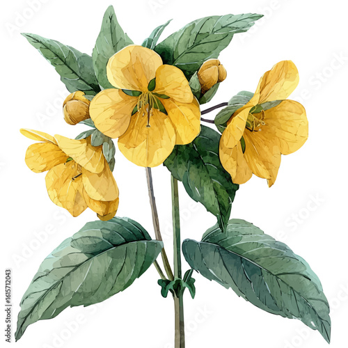 Yellow Archangel Flower, watercolor vector, isolated on a white background.