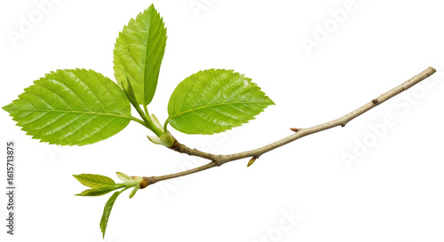 Photorealistic Spring Branch with Green Leaves on Transparent Background