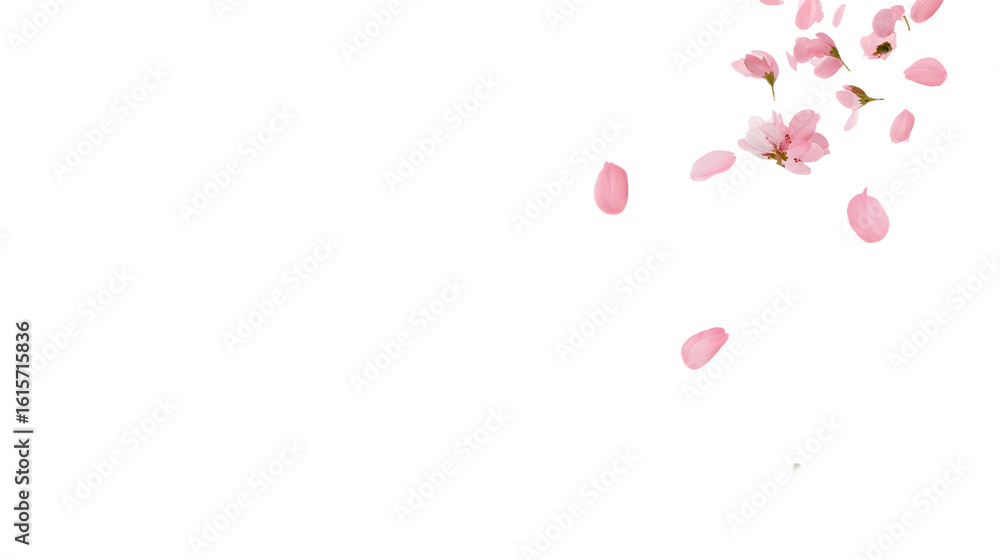Floating Cherry Blossom Petals – Pink Transparent PNG Clipart Cutout
Floating Cherry Blossom Petals – Pink Transparent PNG Clipart Cutout