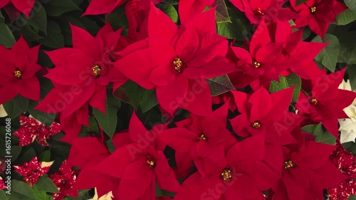 A  red Poinsettia flower on a sunny day with pan mode turning around the blossoms