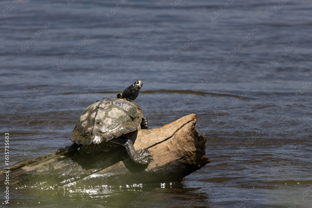 Fototapeta premium Northern map turtle sunning along the Mississippi 