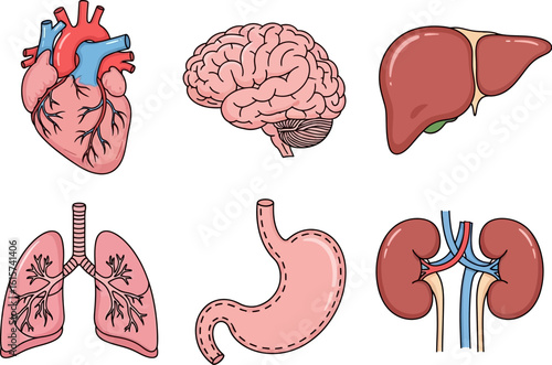 Collection of human internal organs illustrated in a scientific style