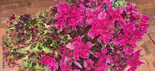 Fotografía Coleus or painted stinging nettle with brown-green and pink-red leaves grown in pots