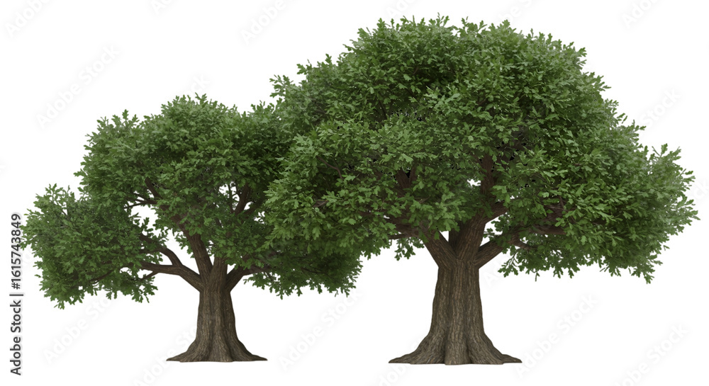 Fototapeta premium Realistic Isolated Trees Illustration With Transparent Background