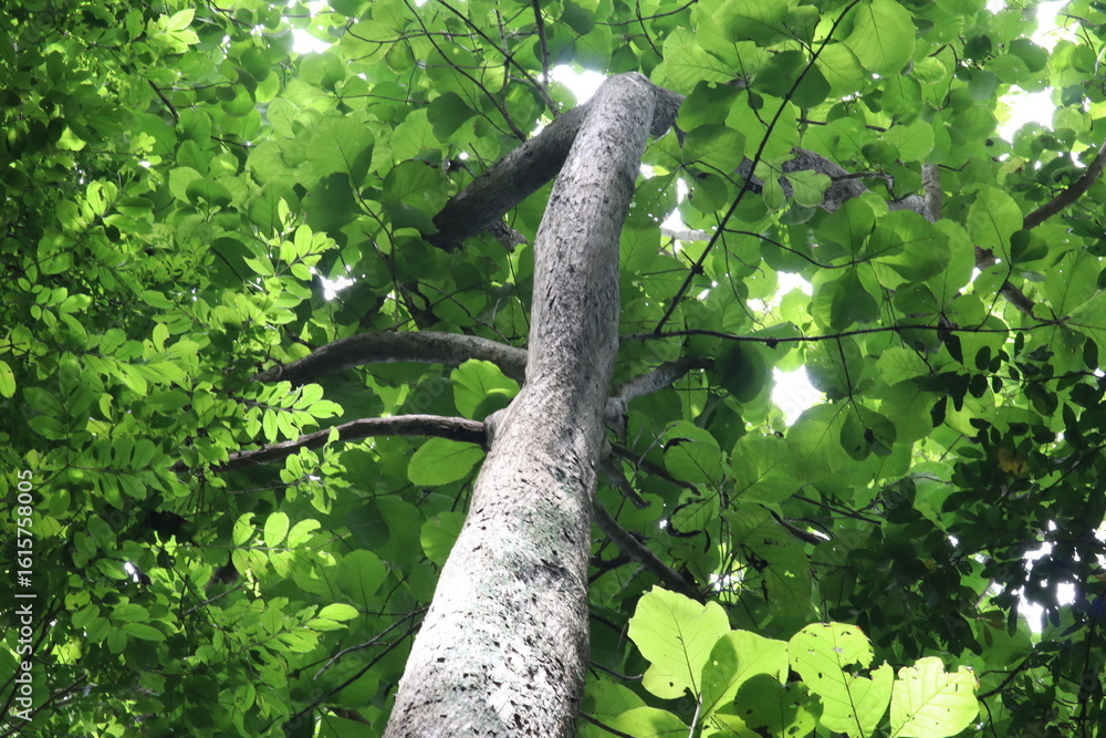 Fototapeta premium Tree Canopy: A striking view from below showcases a tall, slender tree reaching toward the sky, its branches adorned with vibrant green leaves.
