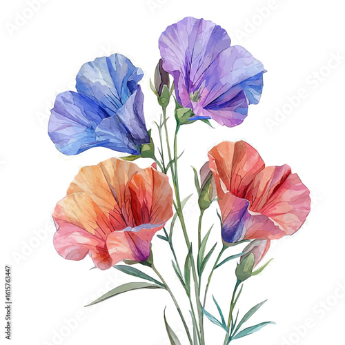 Sweet Pea Flower, watercolor drawing vector, isolated on a white background.