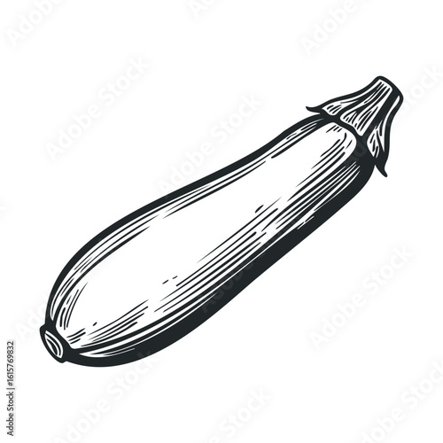 Hand-drawn black and white zucchini illustration on white background