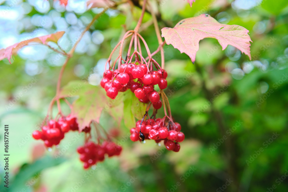 Obraz premium Vibrant Red Berries Nestled Among Lush Green Leaves in a Tranquil Natural Setting