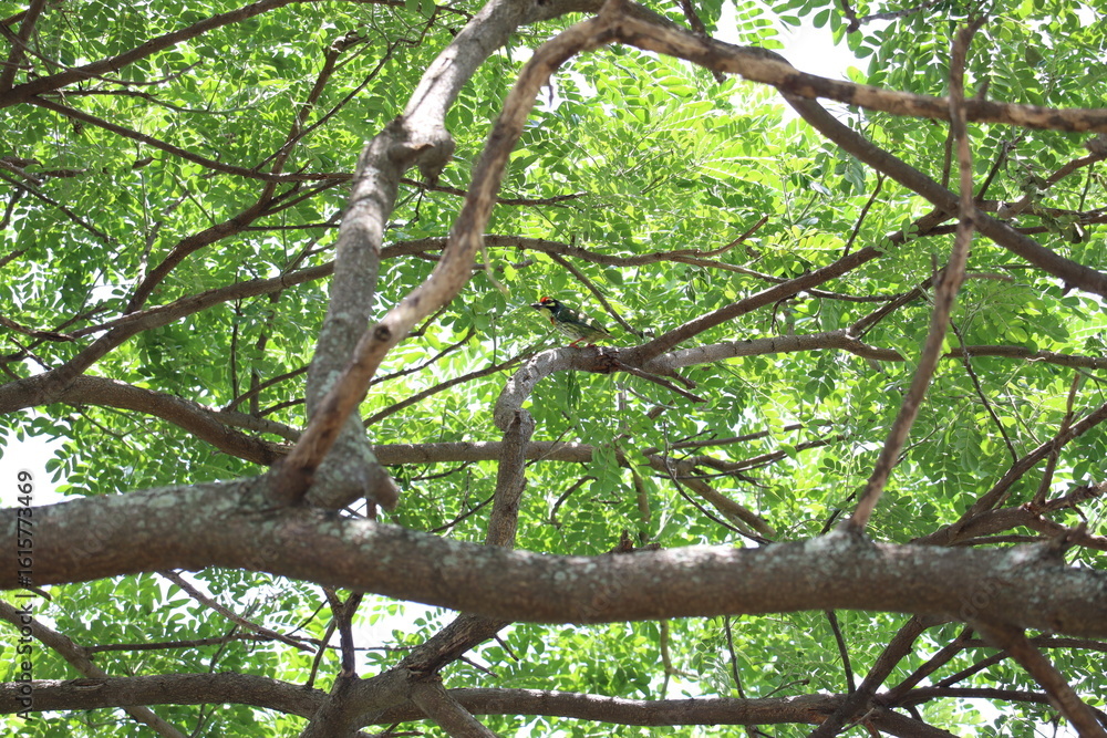 Fototapeta premium The Crown of Green Canopy: This image shows the intertwined branches of a tree in a lush, leafy canopy, creating a sense of peace and serenity. A vibrant display of nature's beauty.