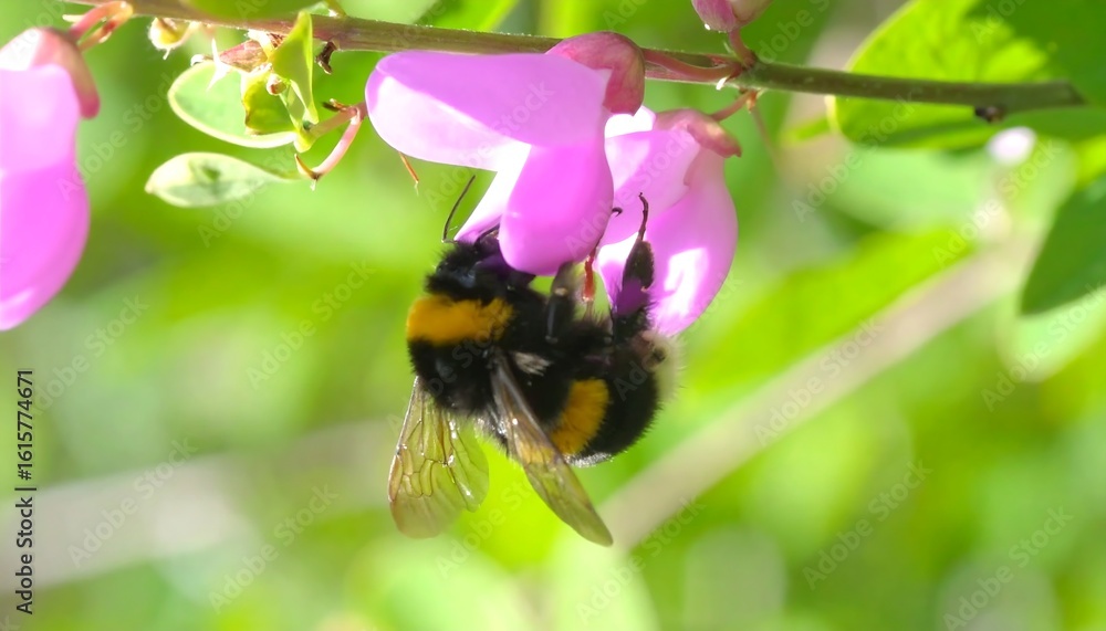 custom made wallpaper toronto digitalClose-up of bee on a pink flower