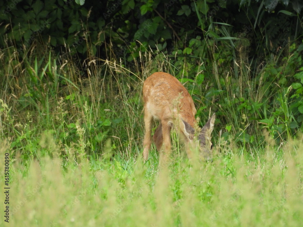 Fototapeta premium sarna pospolite zwierzę występujące w lesie