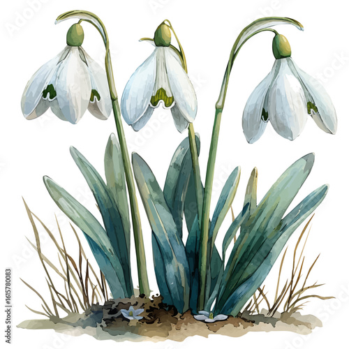 Snowdrop Flower, watercolor illustration vector, isolated on a white background.