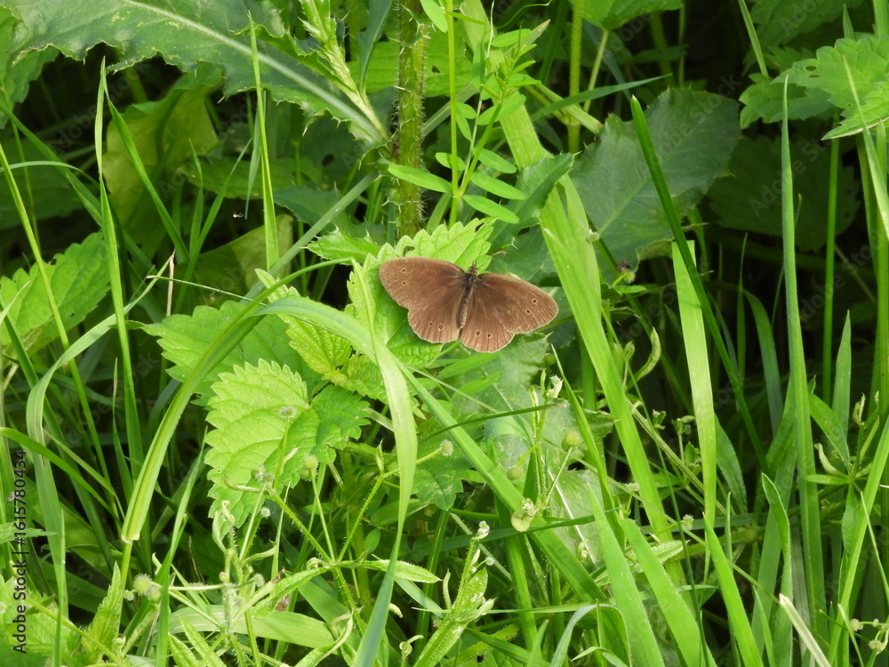 Obraz premium brązowy motyl na pokrzywie