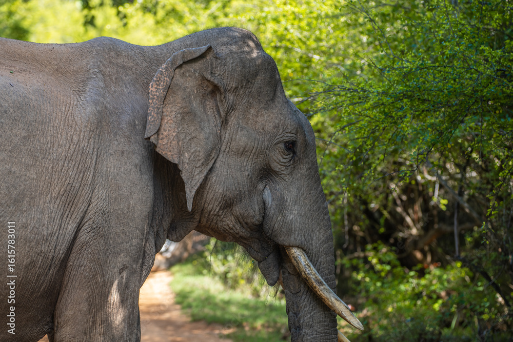 Fototapeta premium Sri Lankan tusker elephant crossing a dirt path at Yala National Park.